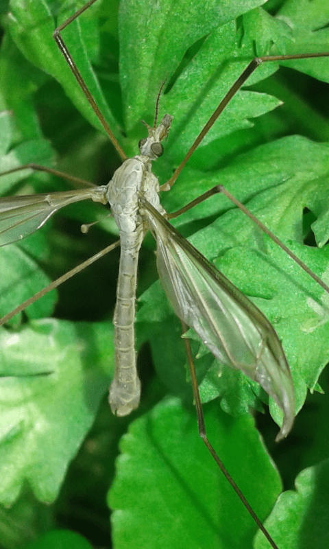 Tipulidae : Tipula sp.?  S
